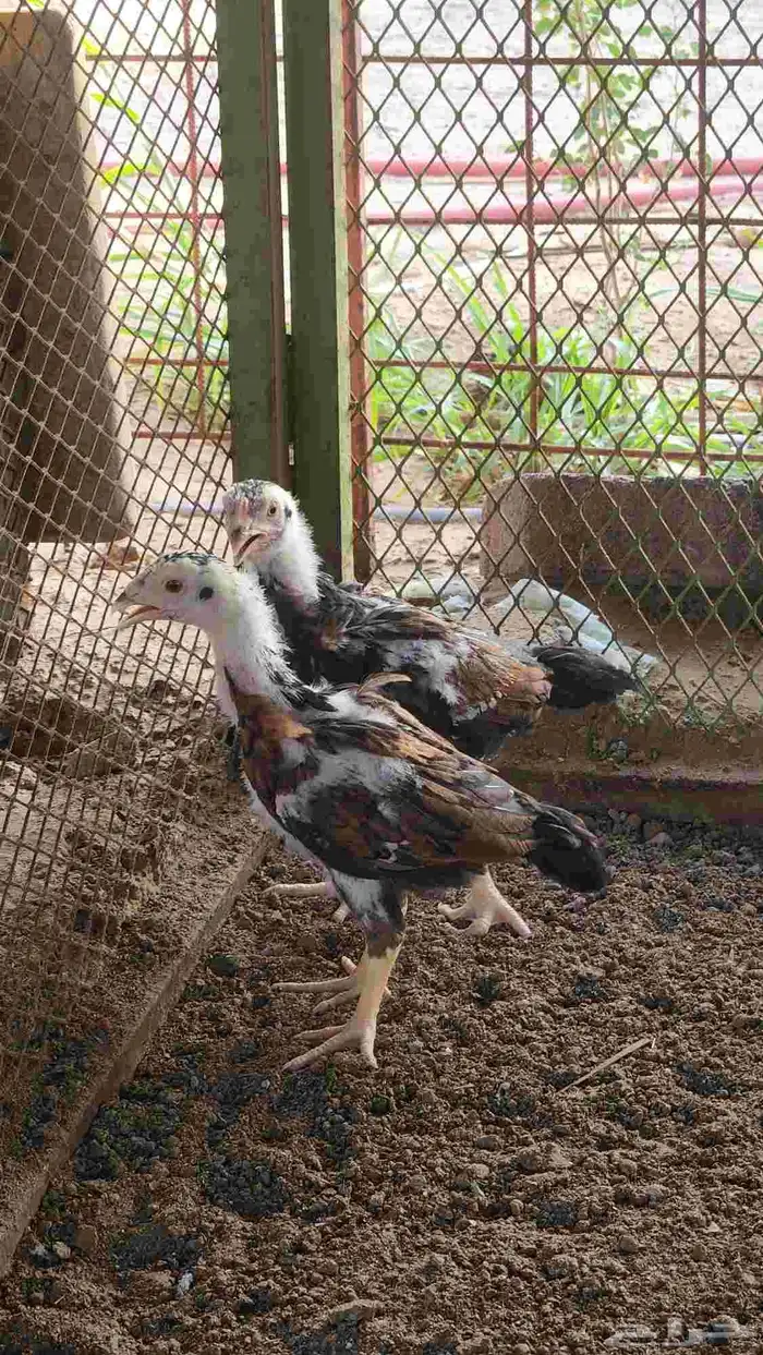 جوز فروخ ميوالي سنفور 1