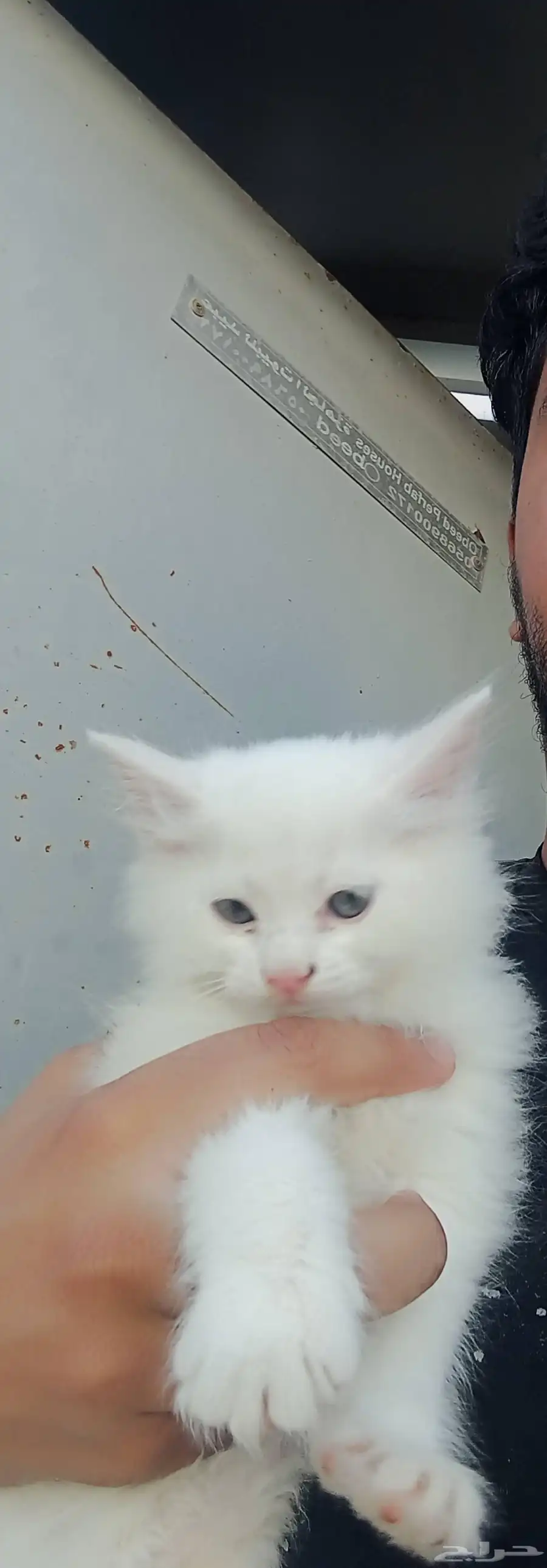 قطط للتبني بالمجان ولاريال 1