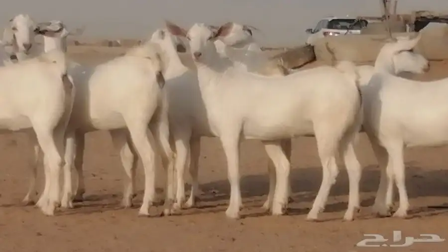 جفار بيشيات برص وعفر جدعات صنف الصنف عددها 8 روس 9