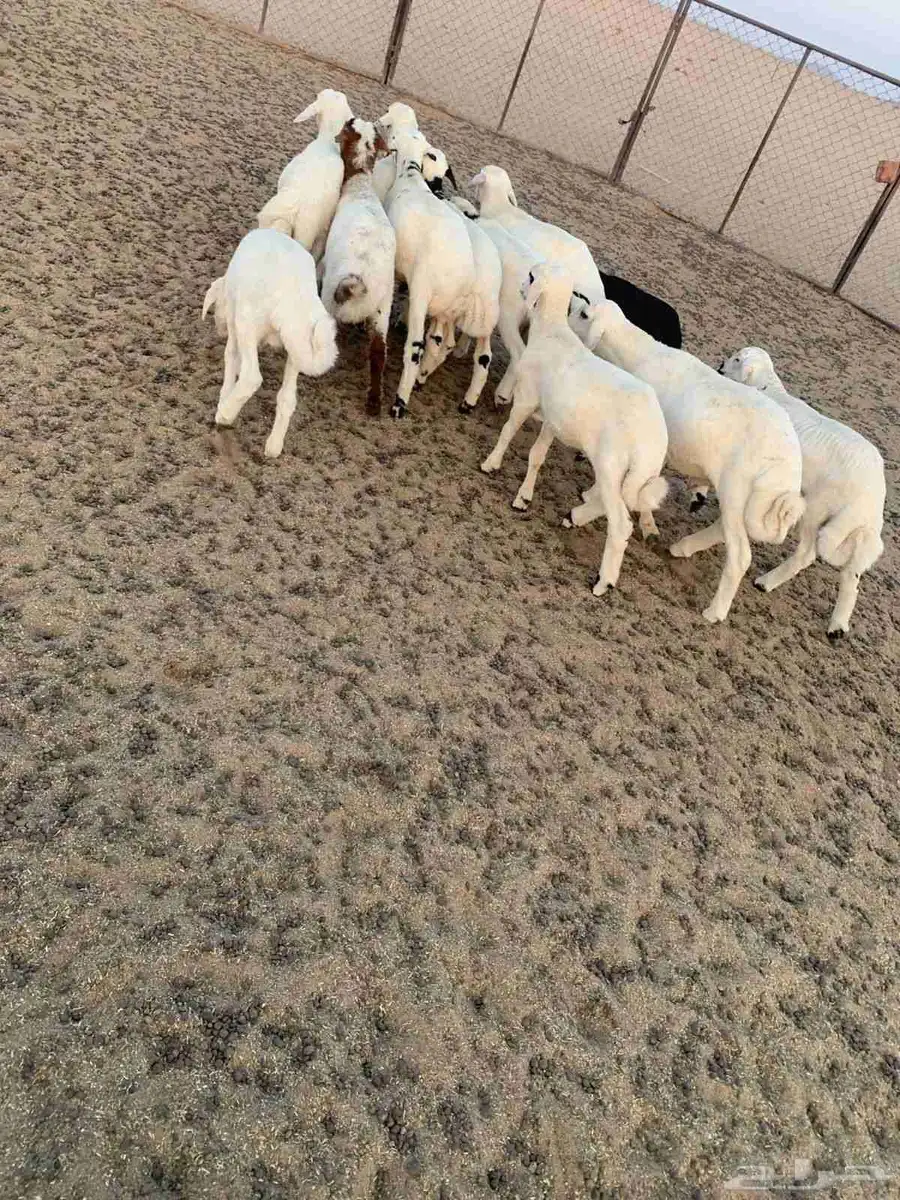 بهم العدد 12 كلها طليان عمارها شهرين بهم طيب ونظيف شرط 0