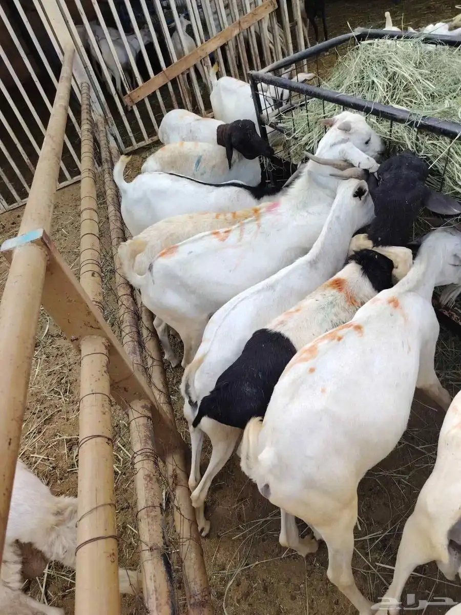 تيوس صومالية مرابي بسعر تنافسي 3
