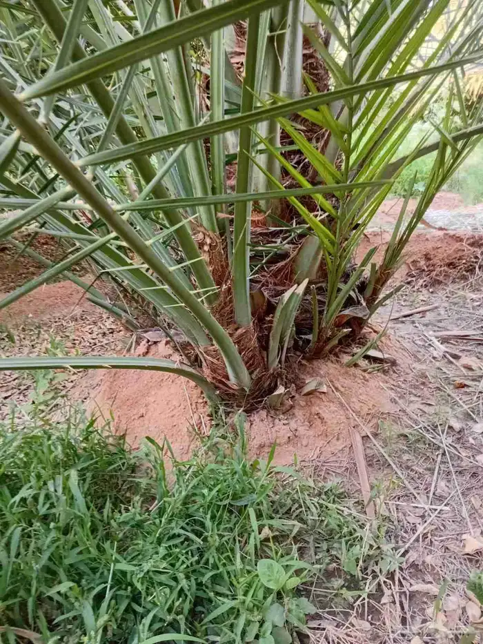 نخيل للبيع بجميع المقاسات عربي واشنطني 5