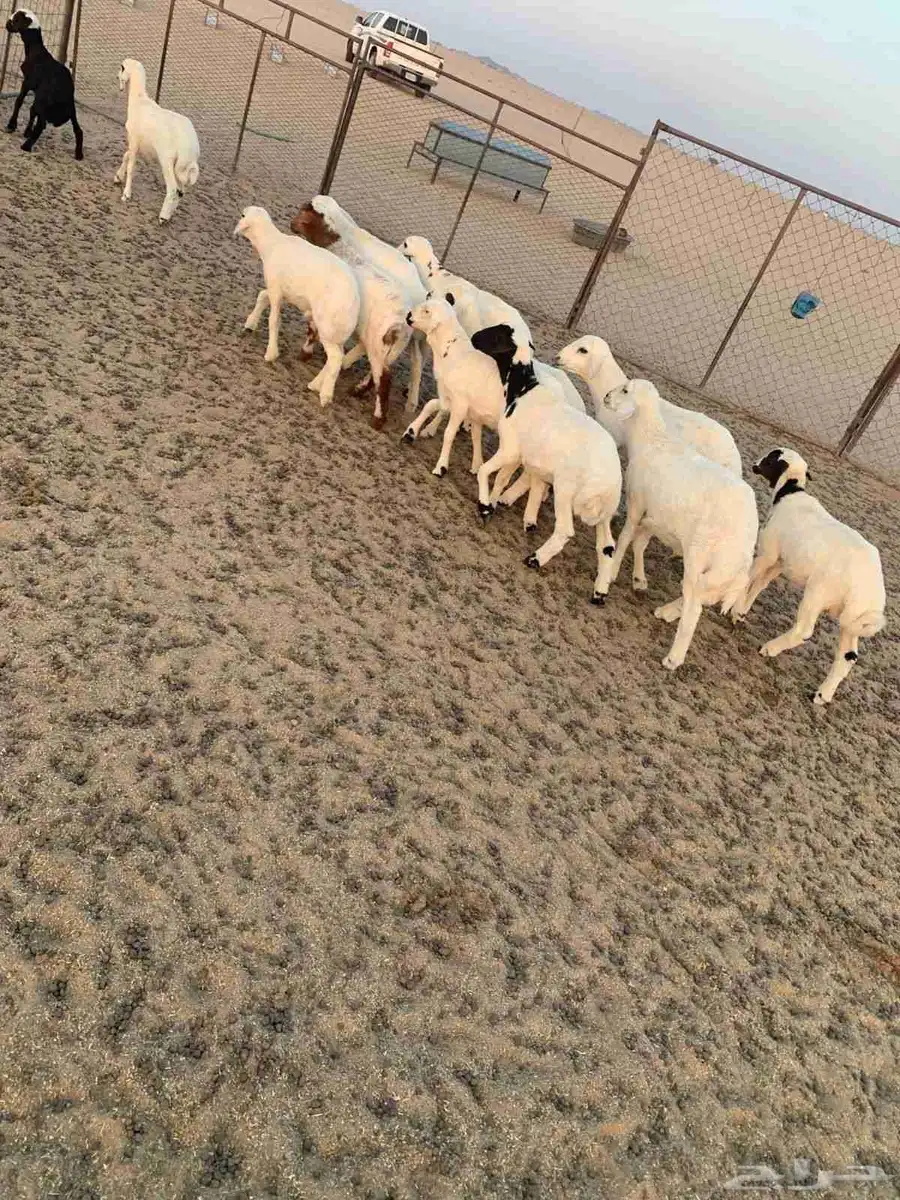 بهم العدد 12 كلها طليان عمارها شهرين بهم طيب ونظيف شرط 1