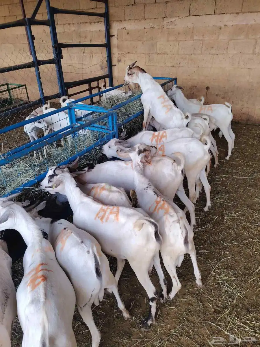 تيوس صومالية مرابي بسعر تنافسي 1