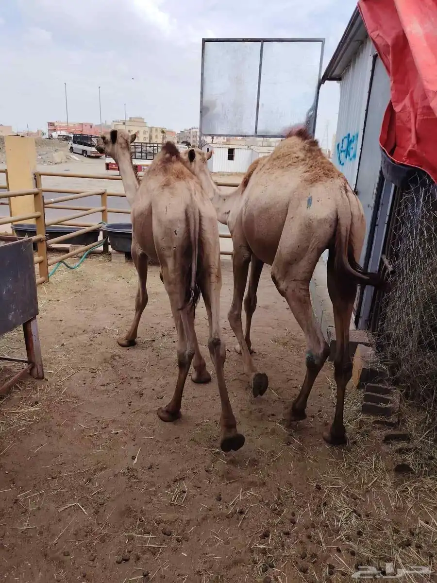 قعدان مرابي للبيع 1