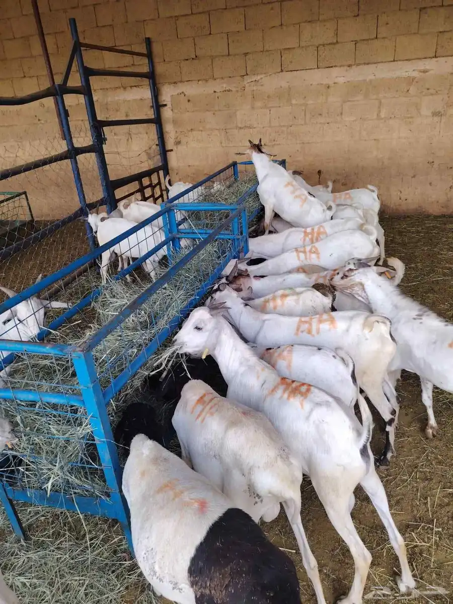 تيوس صومالية مرابي بسعر تنافسي 0
