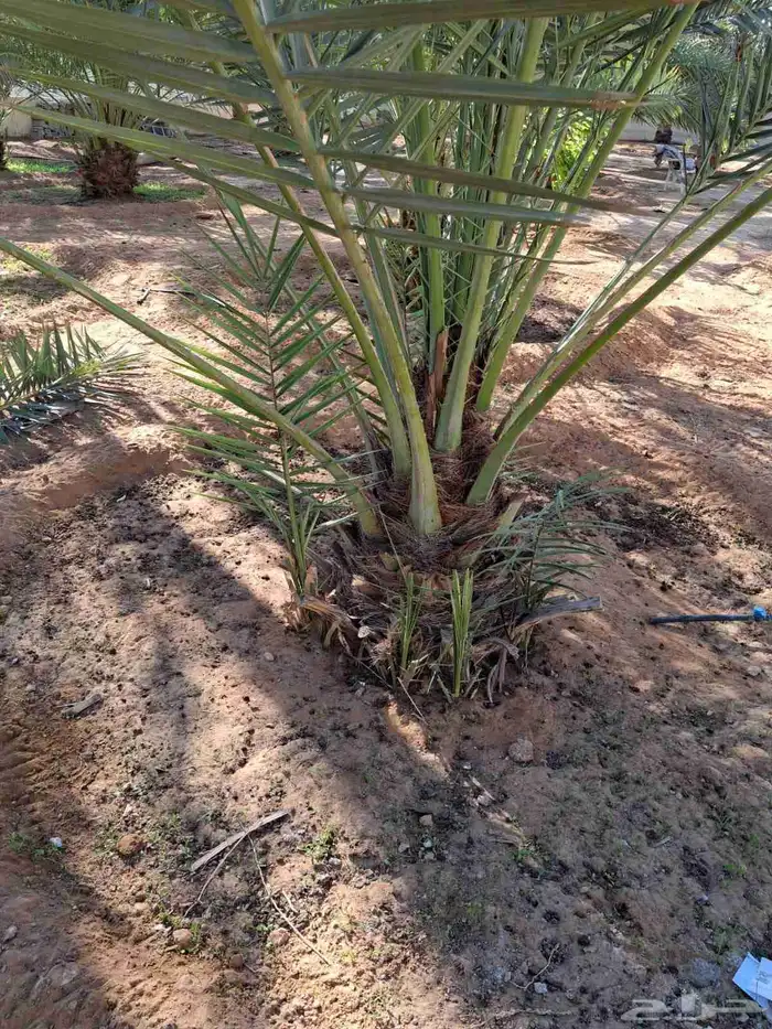 نخيل للبيع بجميع المقاسات عربي واشنطني 3
