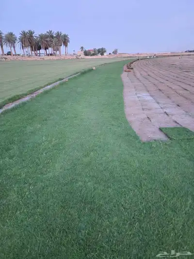 ثيل إنجيلة C2000 1