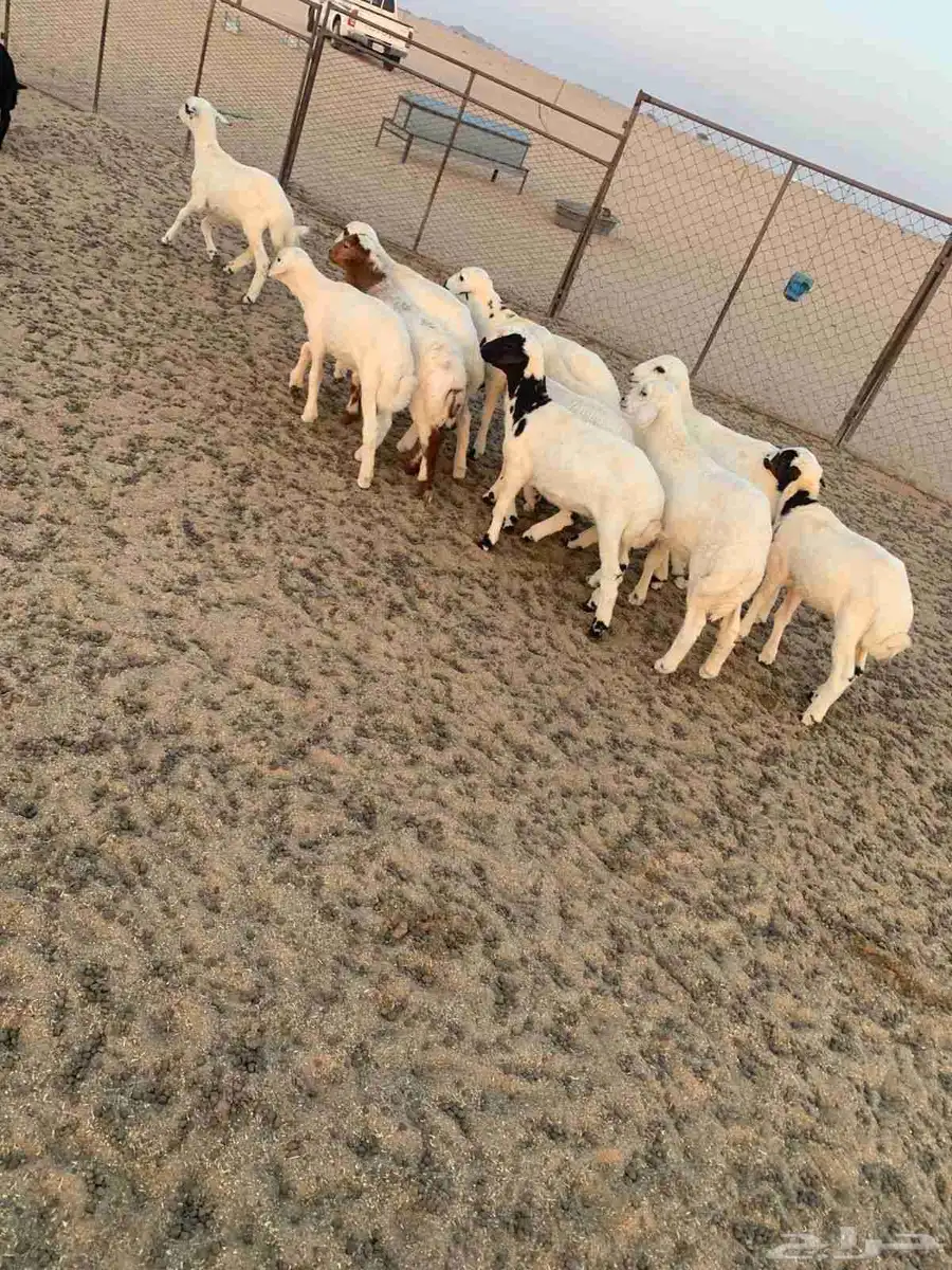 بهم العدد 12 كلها طليان عمارها شهرين بهم طيب ونظيف شرط 2