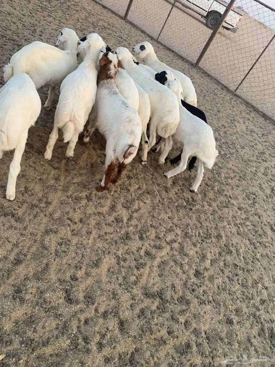 بهم العدد 12 كلها طليان عمارها شهرين بهم طيب ونظيف شرط 3