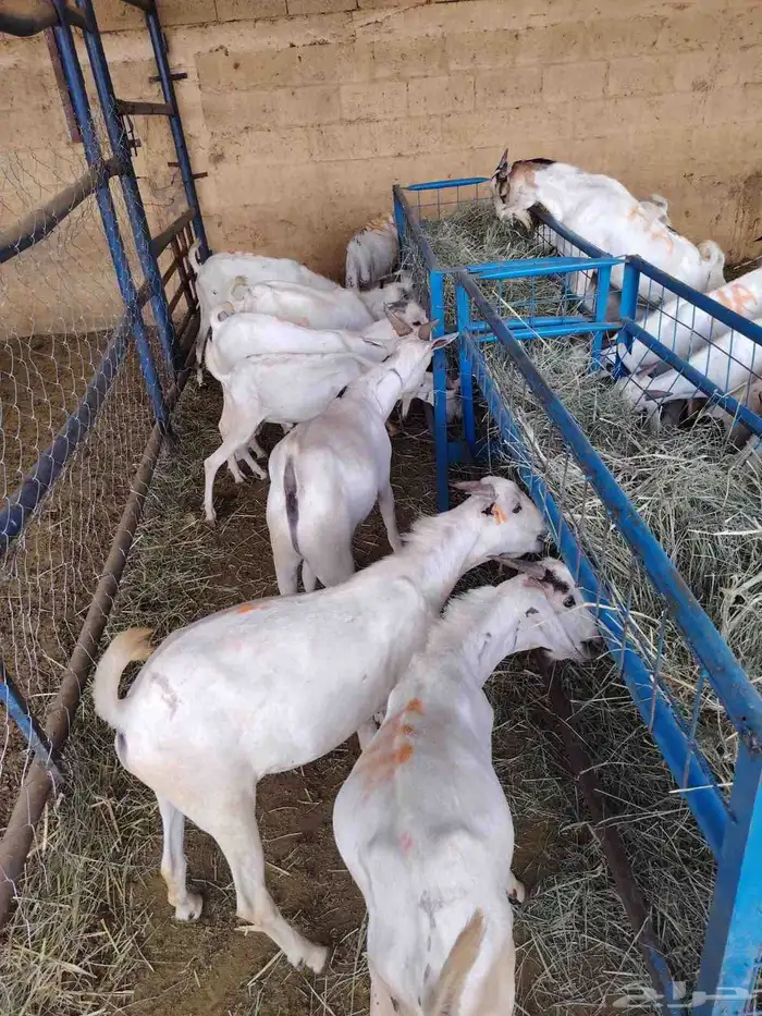 تيوس صومالية بسعر تنافسي جدا جدا 1