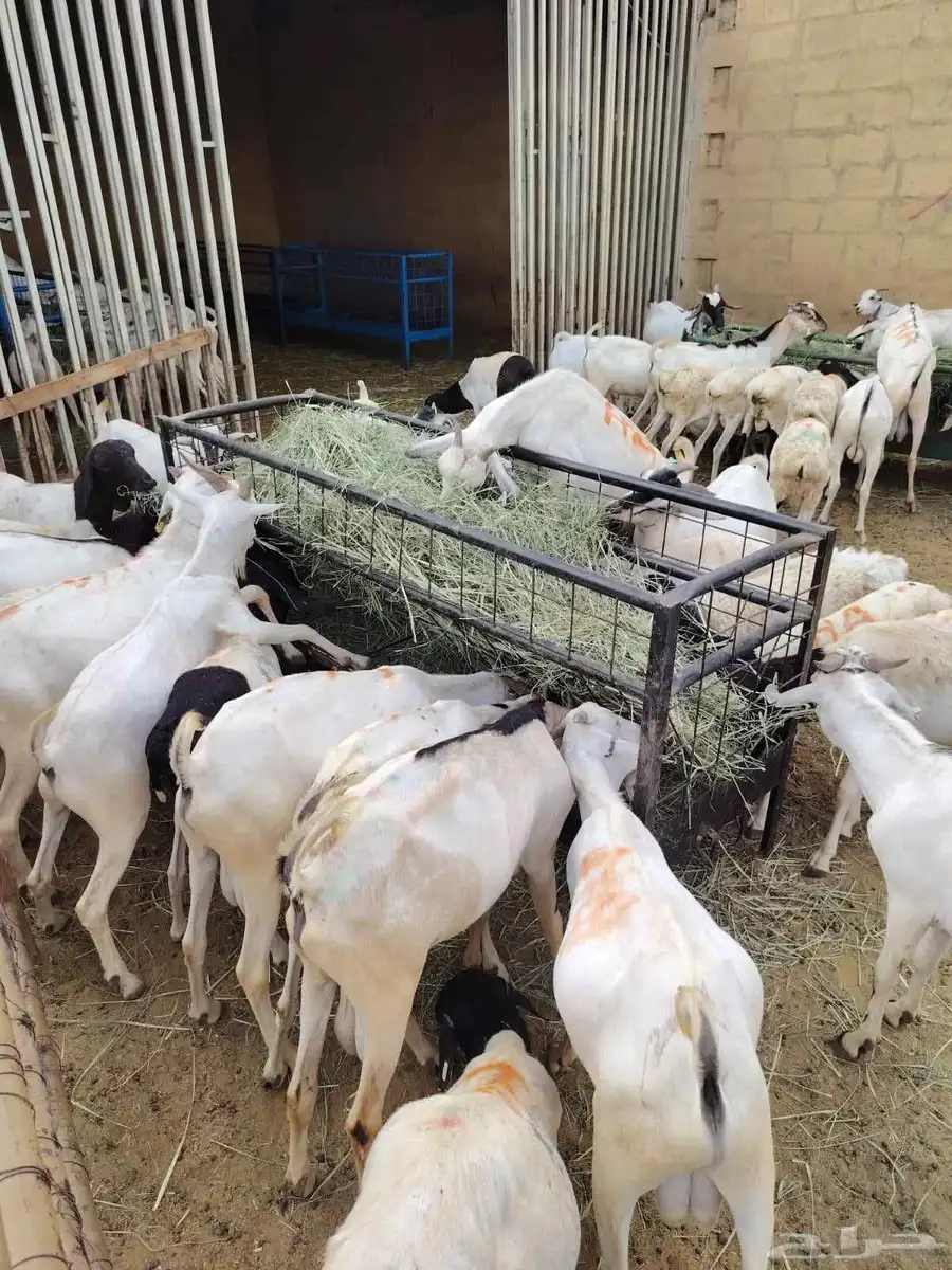 تيوس صومالية مرابي بسعر تنافسي 2