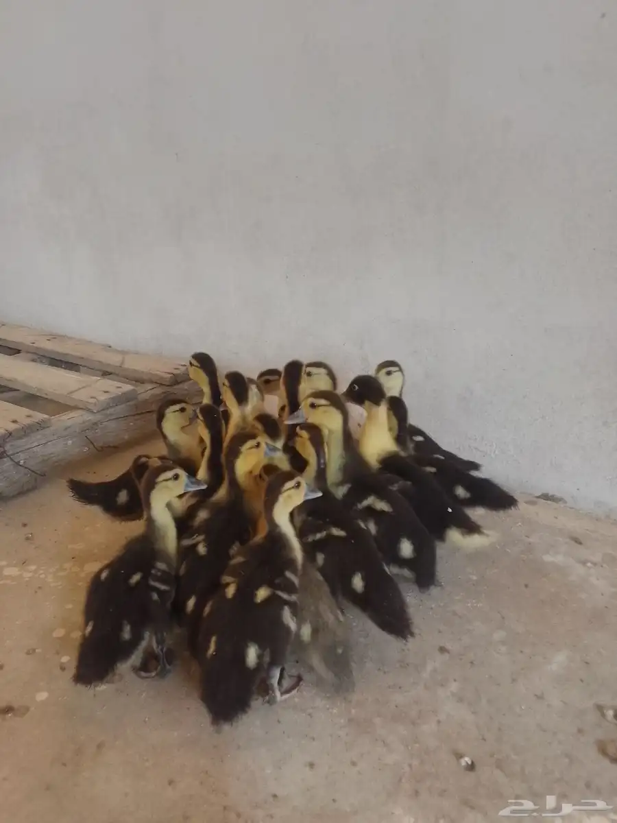 بط سوداني 0