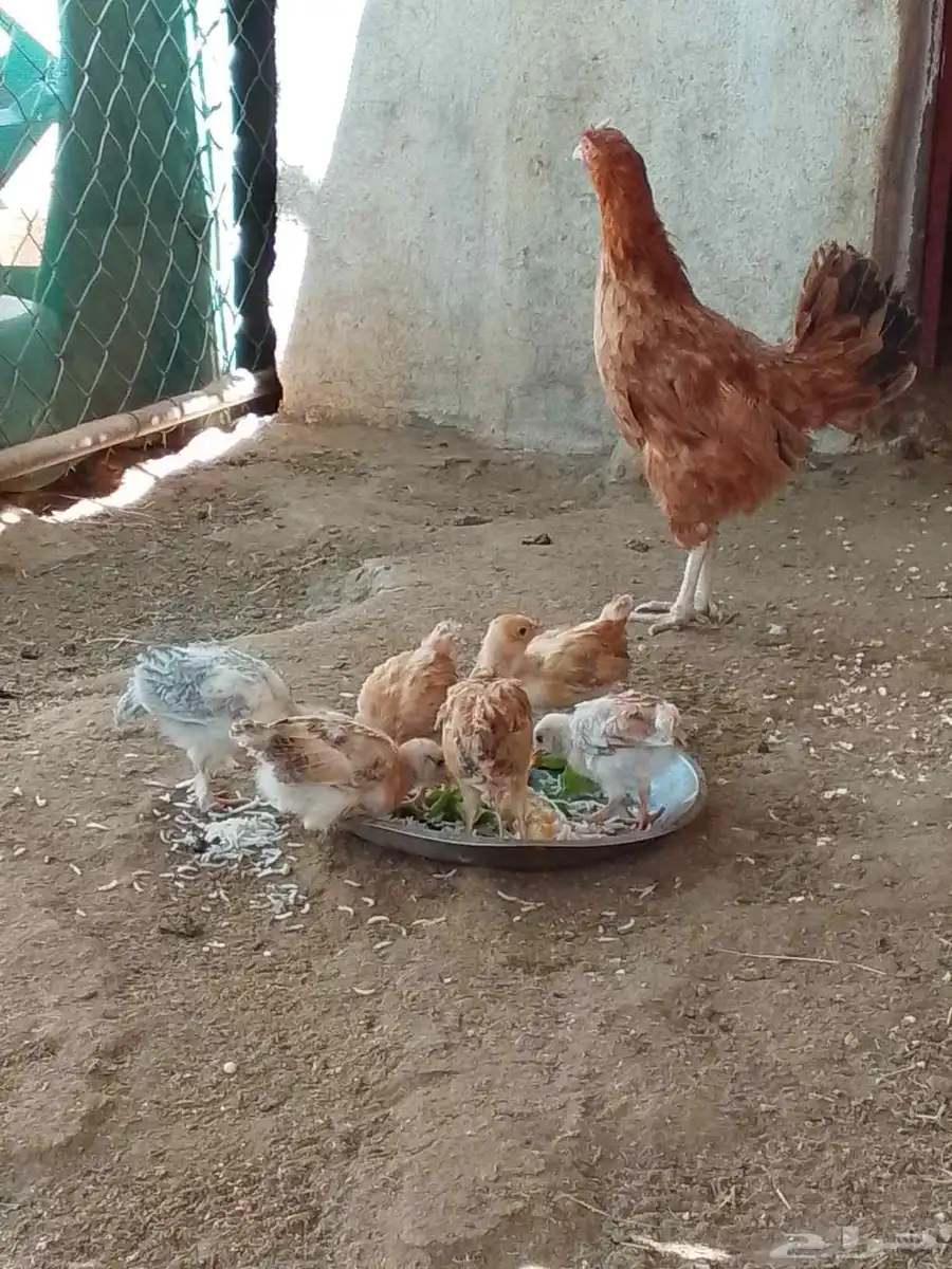 دجاجه بلدي للبيع 0