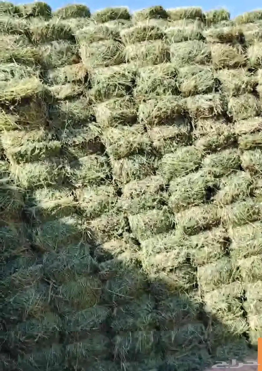 بيع برسيم تبوك صافي فاخر درجه اولى جوده عاليه 1