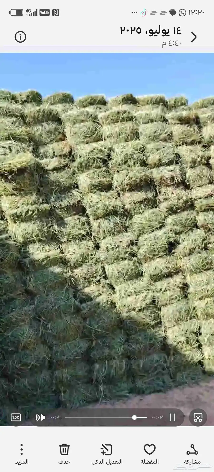 بيع برسيم تبوك صافي فاخر درجه اولى جوده عاليه 0