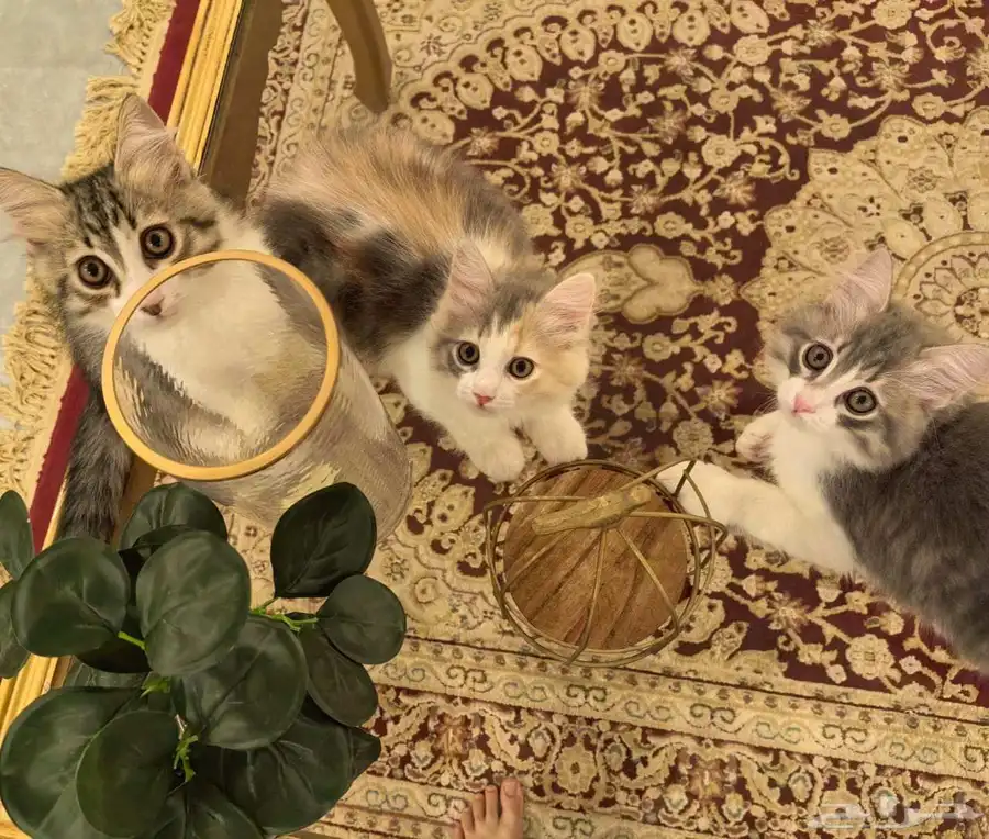 قطط للتبني 0