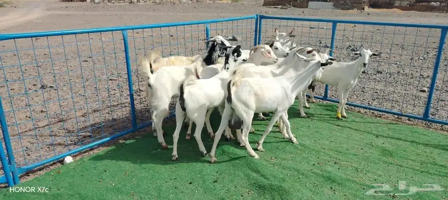 12ماعز صغار اسنان 8