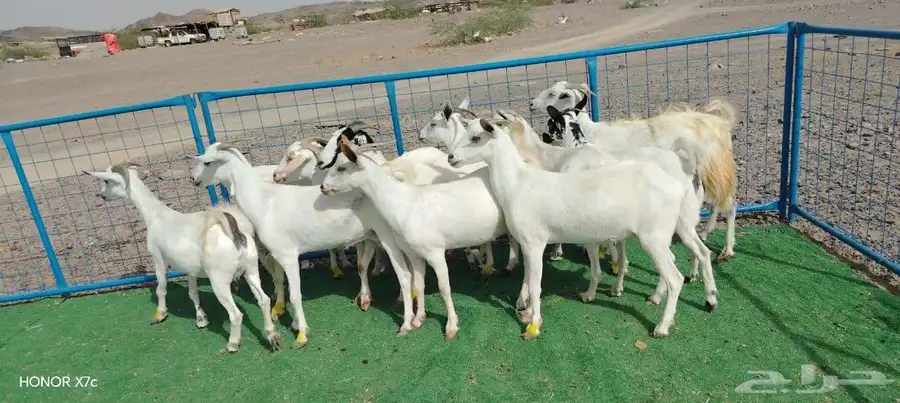 12ماعز صغار اسنان 10