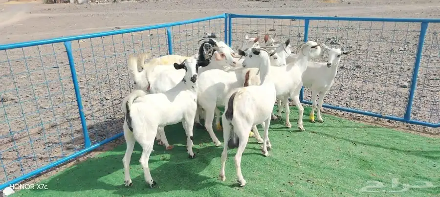 12ماعز صغار اسنان 4