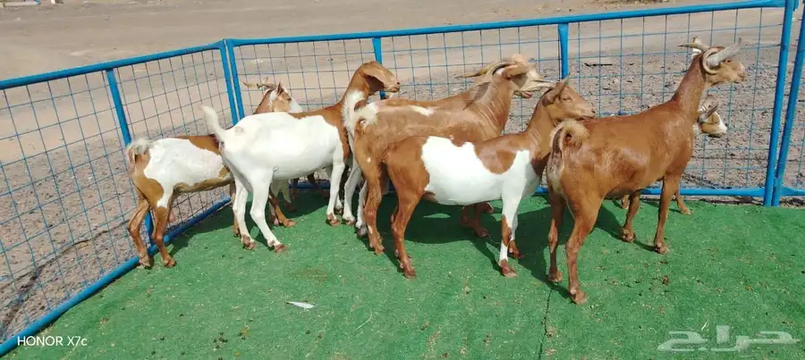 9 ماعز بالفحل من 750 ريال للراس جمله ونهائي 2