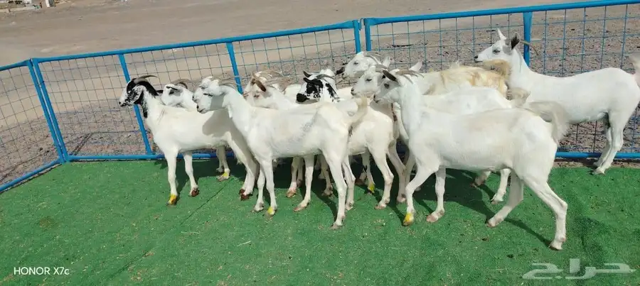 12ماعز صغار اسنان 12
