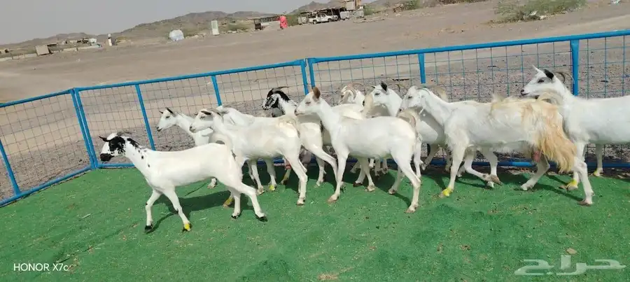 12ماعز صغار اسنان 3