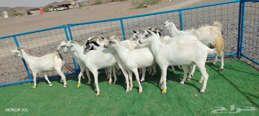 12ماعز صغار اسنان 6