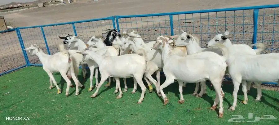 12ماعز صغار اسنان 0