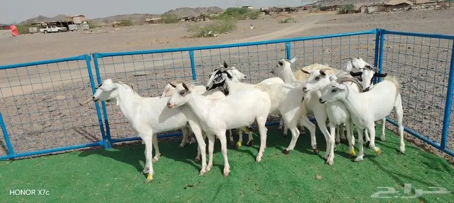 12ماعز صغار اسنان 14