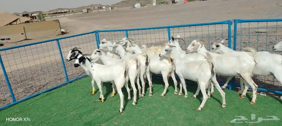 12ماعز صغار اسنان 1