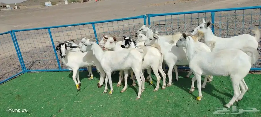 12ماعز صغار اسنان 9