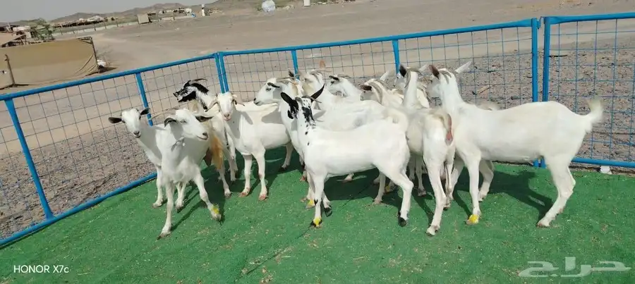 12ماعز صغار اسنان 13