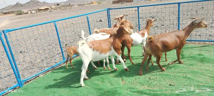 9 ماعز بالفحل من 750 ريال للراس جمله ونهائي 8