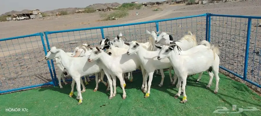 12ماعز صغار اسنان 11