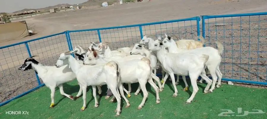 12ماعز صغار اسنان 7