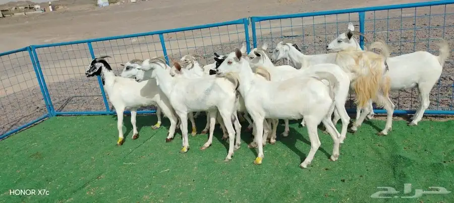 12ماعز صغار اسنان 5