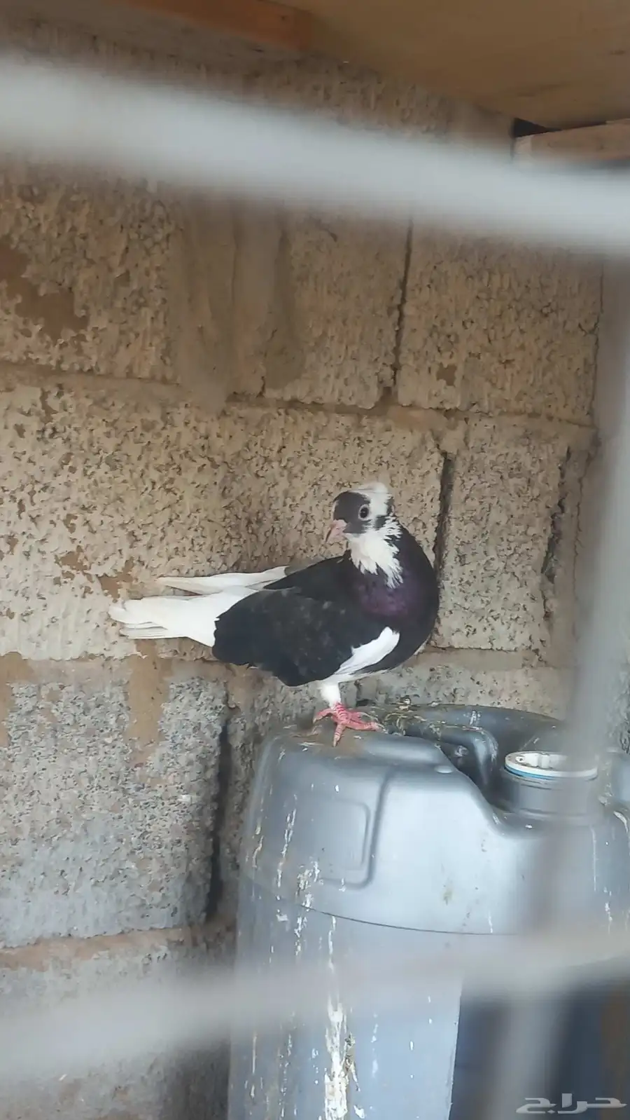 زوج قطايف وقلب جو. وزوج اصل باكستاني اصل 2