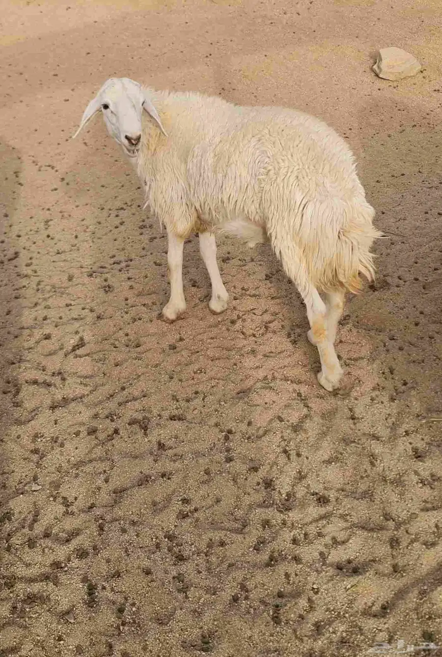 شدا الأعلى ذبيحه طلي 2