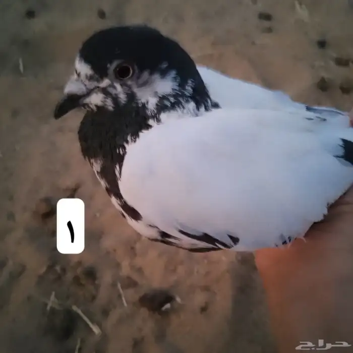 السلام عليكم نعرض لكم جوزين حمام السعر 50 1