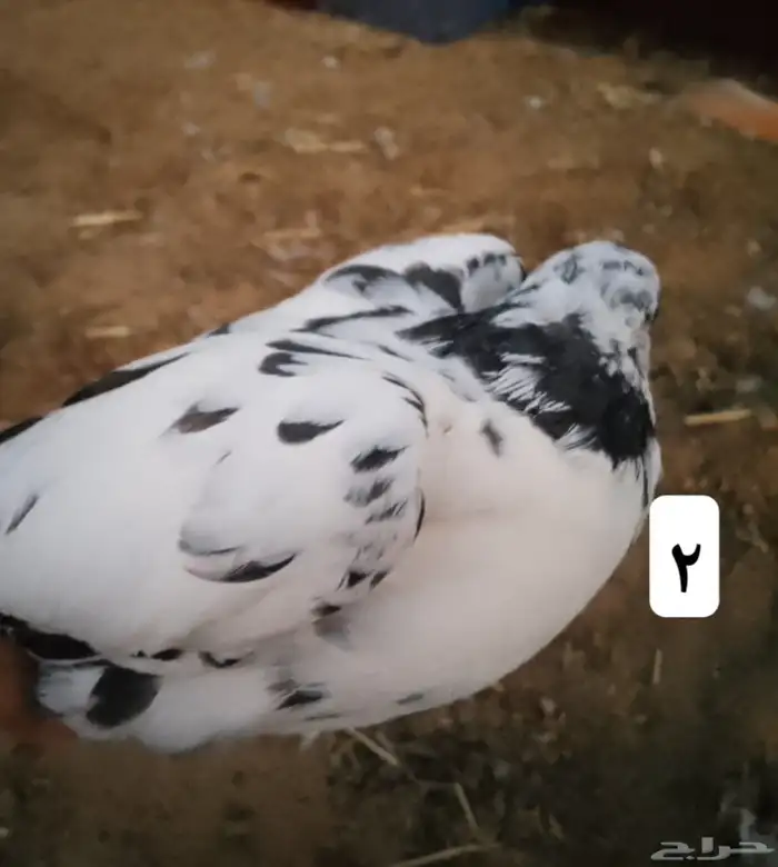 السلام عليكم نعرض لكم جوزين حمام السعر 50 3