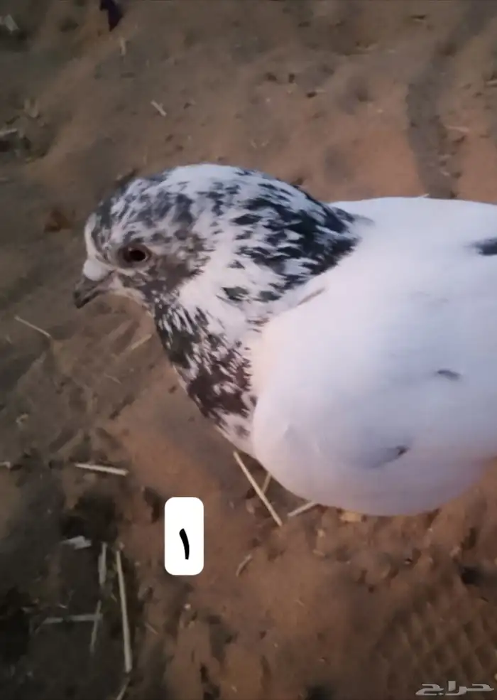 السلام عليكم نعرض لكم جوزين حمام السعر 50 0