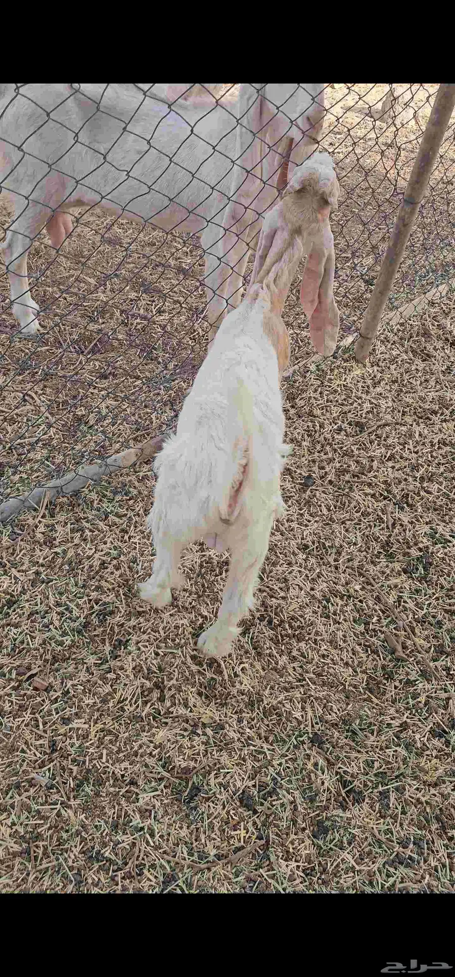 للبيع تيوس 4