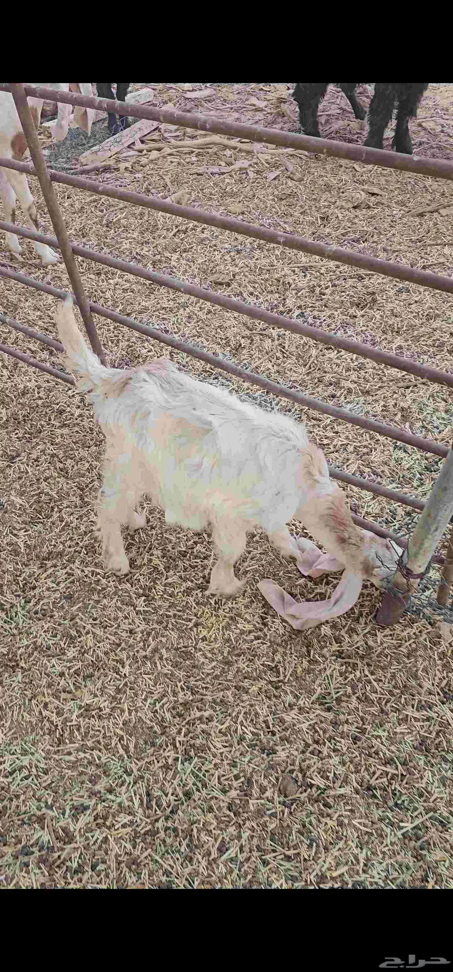 للبيع تيوس 5