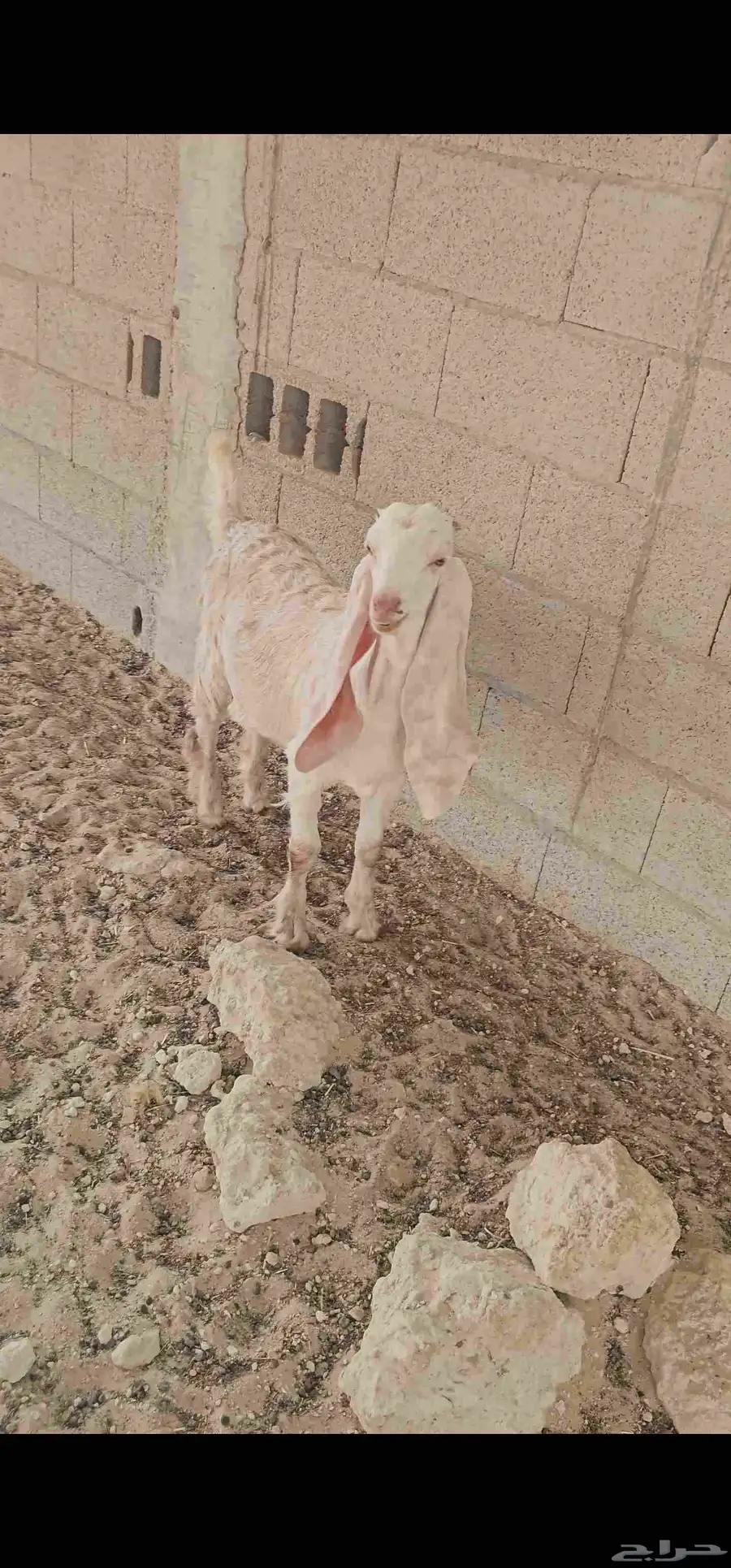 للبيع تيوس 1