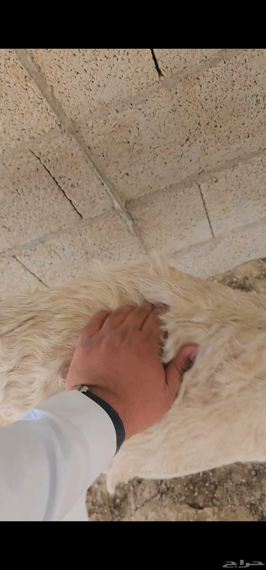 للبيع تيوس 7