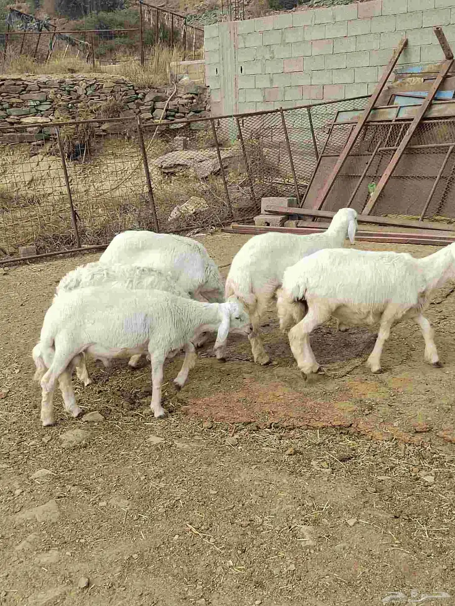 شبك ابو مشعل البرتاوي لبيع المواشي 1