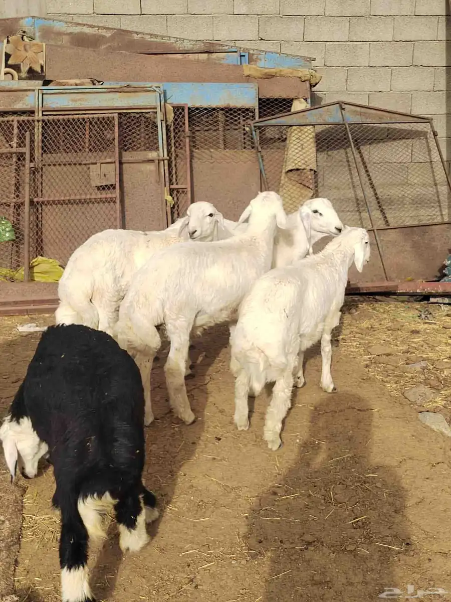 شبك ابو مشعل البرتاوي لبيع المواشي 3