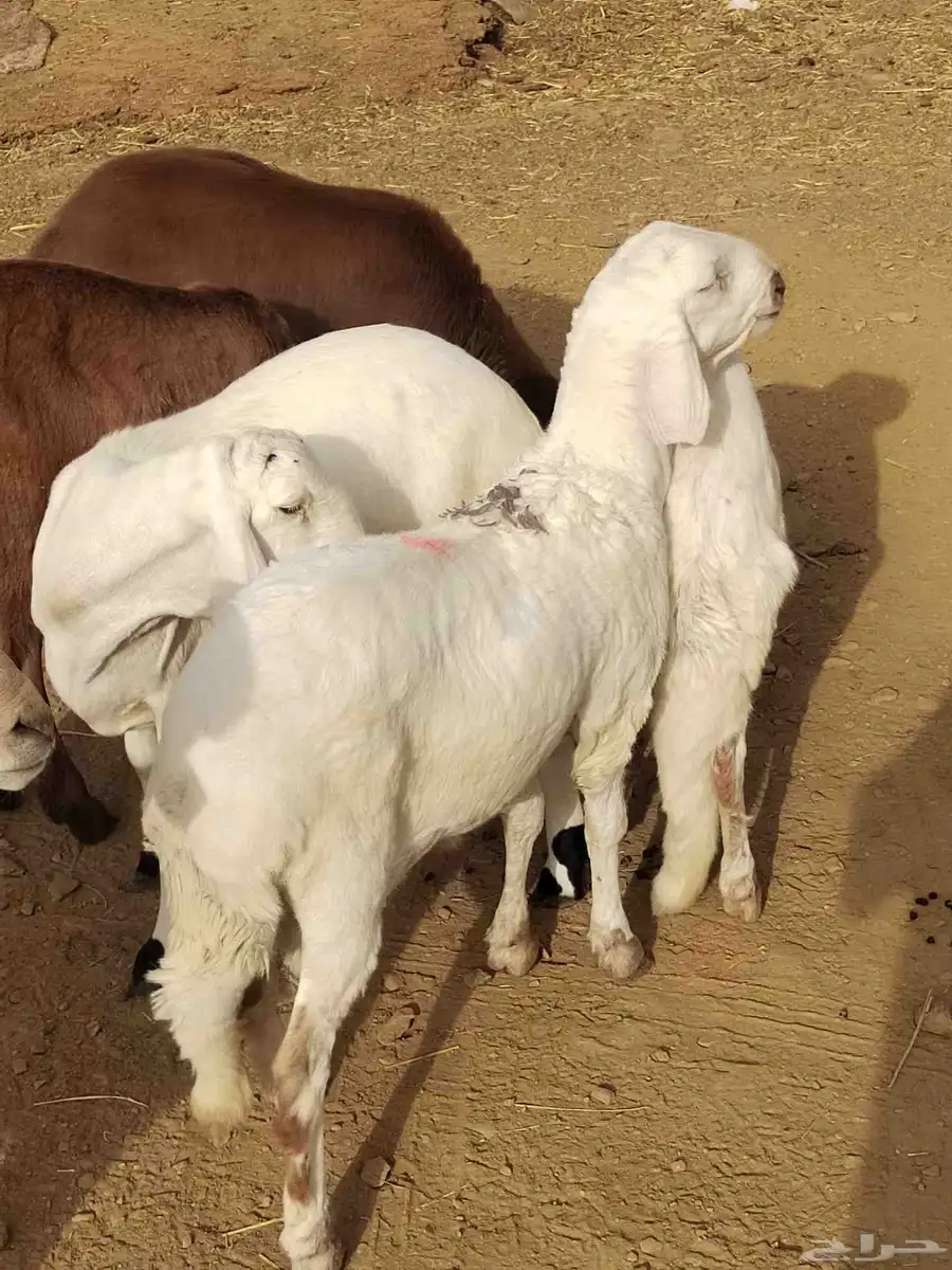 شبك ابو مشعل البرتاوي لبيع المواشي 8