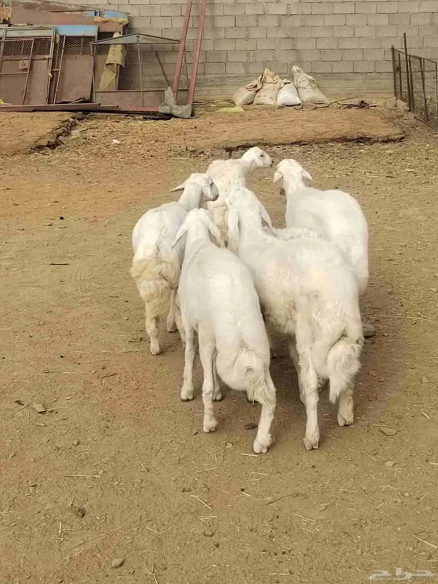 شبك ابو مشعل البرتاوي لبيع المواشي 2